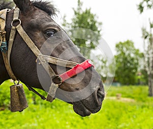 Head of a country horse