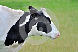 Head of cow