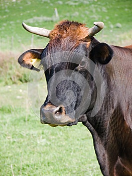 Head of cow