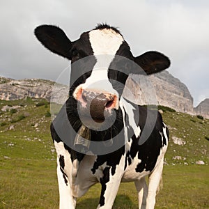 Head of cow (bos primigenius taurus), with cowbell photo