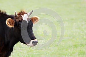 Head of a cow on a green background. The concept of farming and livestock