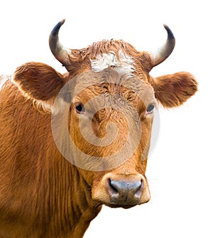 Head of cow, isolated