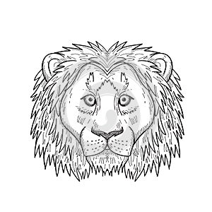 Head of a Coward and Scared Lion Front View Black and White Drawing