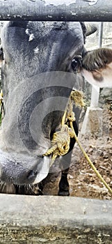 Head Cows feeding in a free livestock stall. cattle in the open stall.