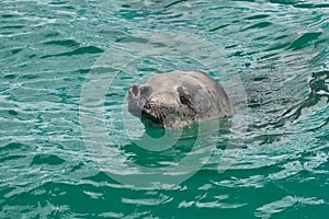 head crabeater seal swimming in the turquoise water of the Antarctic