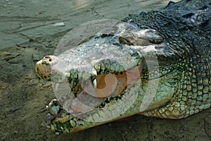 Head of crocodile