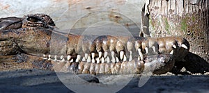 Head of a crocodile or alligator baring its long white teeth
