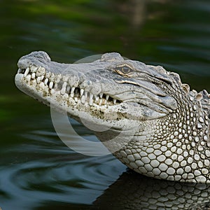 Head of a crocodile, close up reptile portrait