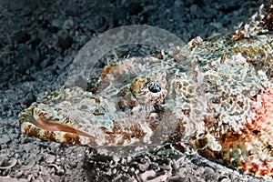 Head of the crocodile fish close-up. Underwater macro photography