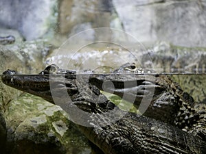 The head of a crocodile with large sharp teeth and open eyes lying in a terrarium waiting for food.