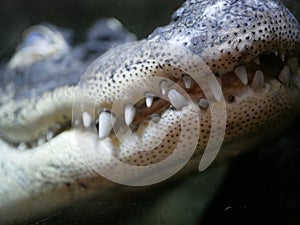 The head of a crocodile with large sharp teeth and open eyes lying in a terrarium waiting for food.