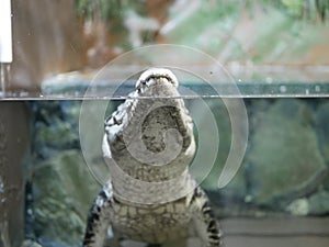 The head of a crocodile with large sharp teeth and open eyes lying in a terrarium waiting for food.