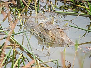 A Caiman in the water in Rurrenabaque photo
