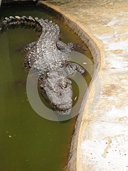 Head of a crocodile lying on the ground