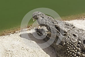 Head of crocodile in the park photo