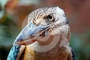 Head of a curious looking blue-winged kookaburra