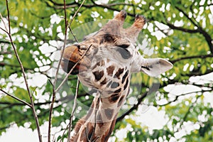 the head of a cute giraffe eats leaves on a branch in nature