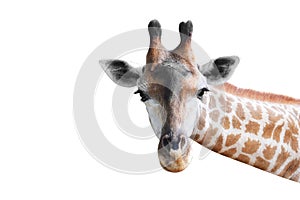 head of cute giraffe isolated on white