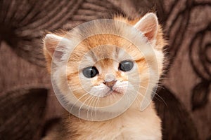 Head of a cute Golden ticked little British cat close-up