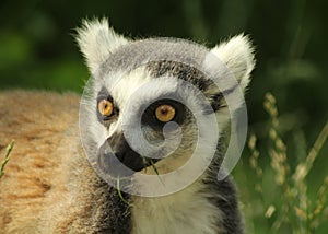 Head of a cute ring-tailed lemur