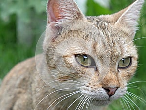 The head of a cute sand-colored cat. Closeup