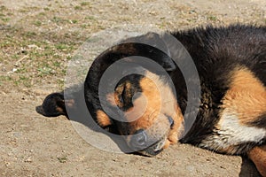 Head of a cute stray dog. Photographed in Kyanjing Gompa, Langtang National Park, Nepal.