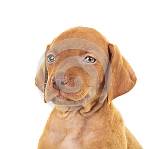 Head of a cute viszla puppy dog photo