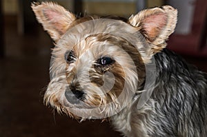 Head of a cute Yorkshire Terrier dog