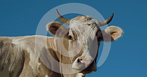 Head of dairy cow against clear blue sky. Cow grazing on field. Domestic animals. Domestic cattle. Animal husbandry. Livestock far