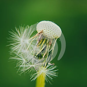 Head of a dandelion flower with flying fluffy seeds