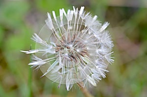 The head of a dandelion gone to seed