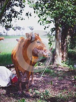 A head dark brown cow tied with a rope It is easily found in rural Thailand.