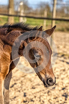 Head of a dark brown foal. outside in the sun. Warmblood, KWPN dressage horse. One week old. wooden fence and grass