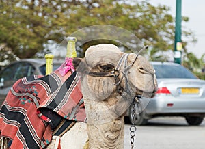 The head of the decoratively decorated camel with a blanket resting lying waiting for visitors