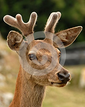 head of a deer in the field photo
