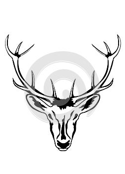 Head of deer with horns