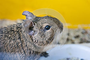 Head degu