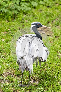 The head of demoiselle crane (Grus virgo).