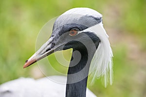 The head of demoiselle crane (Grus virgo).