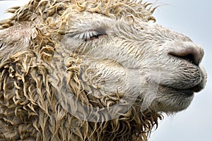 The head detail of cute calm llama with closed eye. Wet furry lama muzzle detail