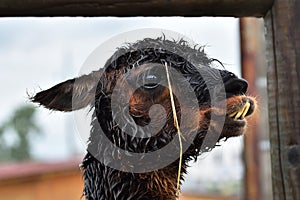 The head detail of cute crazy llama with overbite undershot yellow teeth. Wet furry lama detail.