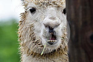 The head detail of cute Lama alpaca. Wet alpaca with open mouth. Smilling furry animal