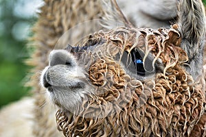 The head detail of small cute Lama alpaca. Wet alpaca muzzle. Smilling furry animal