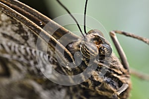 Head details of Caligo atreus Lepidoptera (Butterfly)