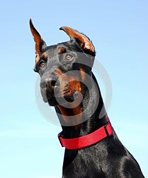 Head of Doberman