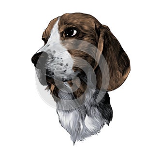 The head of the dog breed Beagle is looking sideways