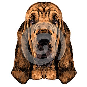 the head of the dog breed Bloodhound vector