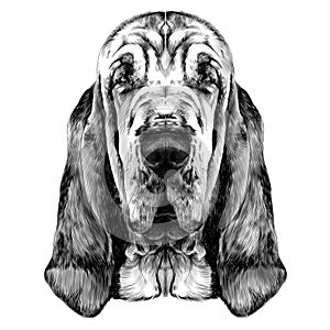 The head of the dog breed Bloodhound vector photo