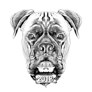 the head of the dog breed boxer dog collar