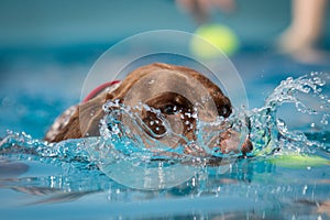 Head of dog in water making a splash